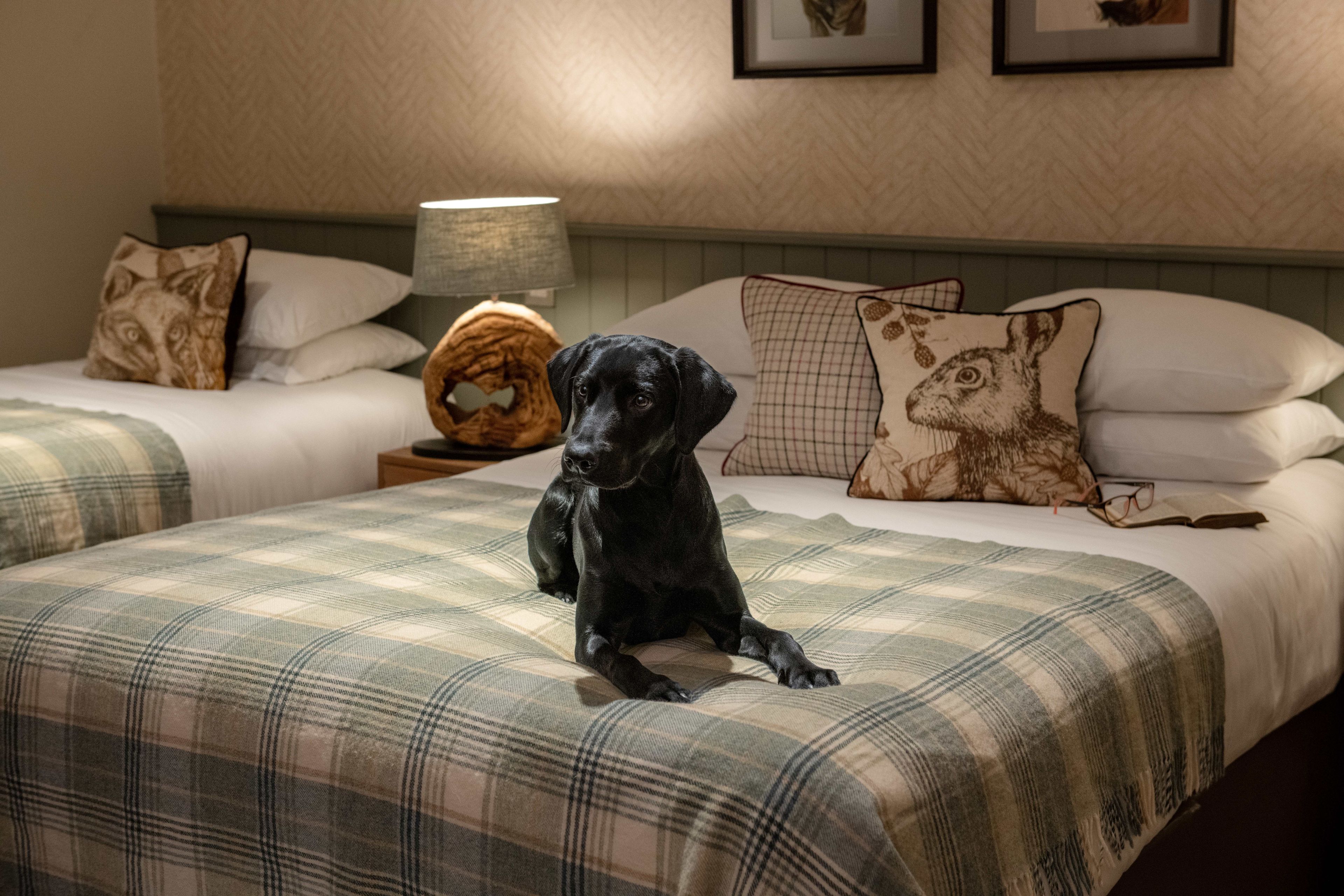 Black Labrador on hotel bed